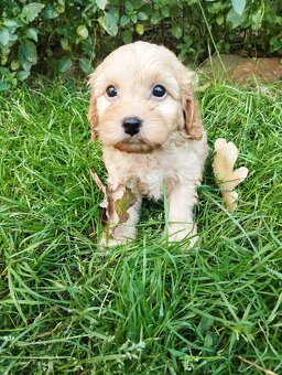 Cockapoo f1b - 3
