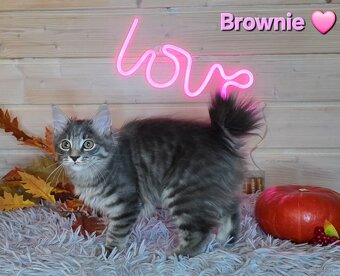 Kot bez ogona Kurylski Bobtail długowłosy - 3