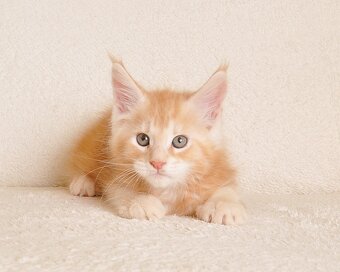 Śliczny  kocurek Maine Coon PZF/WCF - LEGALNA HODOWLA - 3