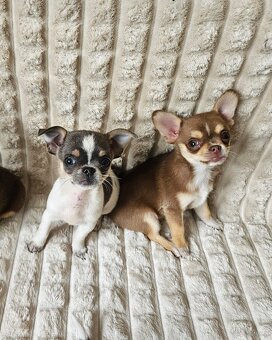 Pieski chihuahua - 3