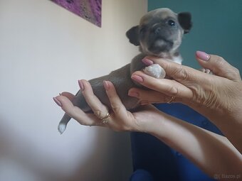 Chihuahua szczenięta - 3