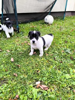 Jack Russell Terrier - 3