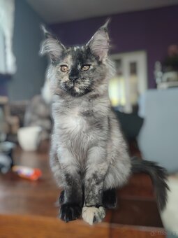 Maine Coon Kocięta z Rodowodem Fpl - 3