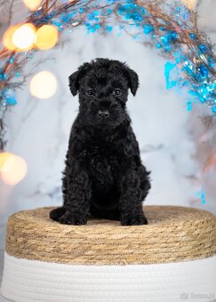 Szczeniak Kerry Blue Terrier - 3