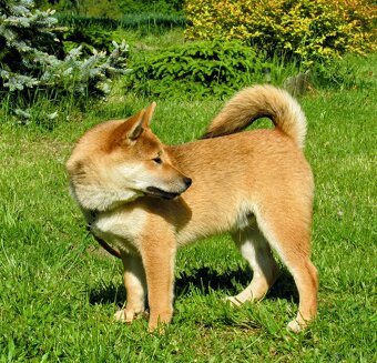 Shiba Inu, czerwony piesek mocno czernią przyprószony - 3