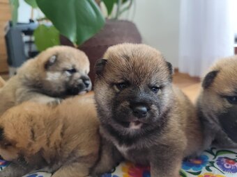 Shiba Inu KioFig ZKwP/FCI - 3