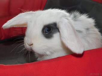 Baranki mini lop - 3
