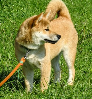 Shiba Inu, czerwony, pięciomiesięczny piesek - 3