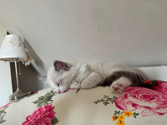 RAGDOLL kocurek blue bicolor - 3