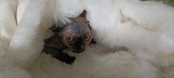 Devon rex kotki - 3