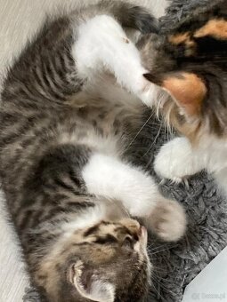 Kot syberyjski (koty - kocięta) - 3