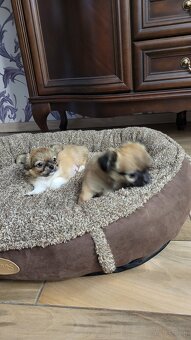 Szczenięta Chihuahua - 3