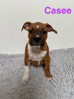 Amstaff - 3