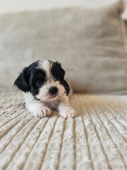 Shih Tzu - 5 szczeniaków do adopcji - 3
