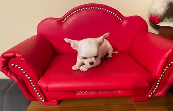 Chihuahua śliczny biały piesek - 3