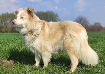 Border Collie - Rasowy pies maści ee-red, komplet dok. - 3