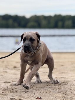 Cane Corso - 3