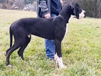 Dog niemiecki z rodowodem - 3