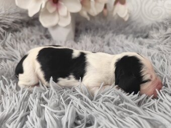 Springer spaniel angielski FCI - 3