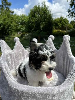 York Biewer terrier - 3