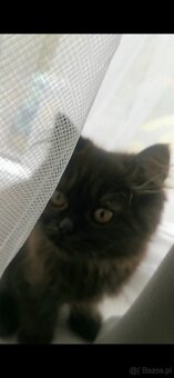 Kot perski - 3