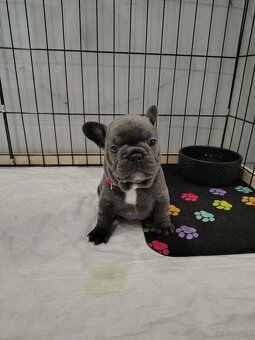 Buldog francuski - 3