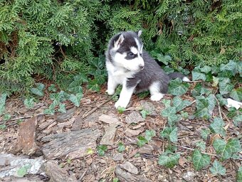 Siberian husky girl - 3