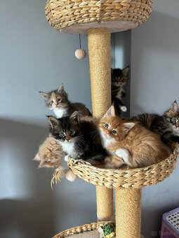 Koki Rasy Maine Coon - 3
