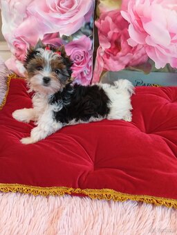 Mini suczka Biewer Yorkshire terrier FCI. - 3