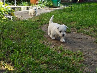 Szczenięta West Highland White Terrier - 3