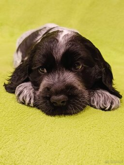 Cocker spaniel angielski - 3