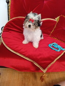Mini suczka z metryką ZKwP/ FCI Biewer Yorkshire terrier. - 3