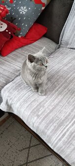 Kotka Brytyjska krótkowłosa niebieska (Limonka) - 3