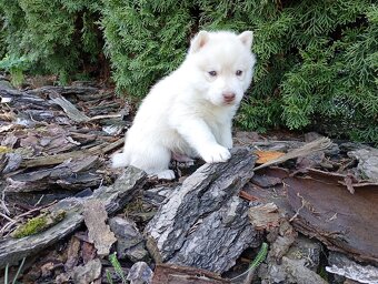 Siberian husky boy - 3