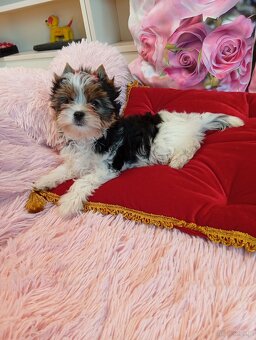 Biewer Yorkshire terrier z metryką ZKwP/FCI. - 3