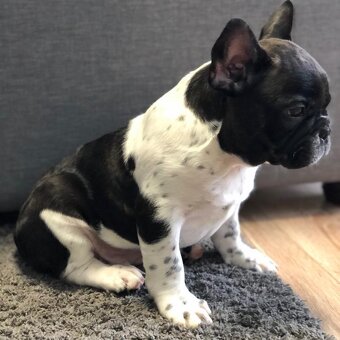 Szczenięta buldoga francuskiego na sprzedaż - 3