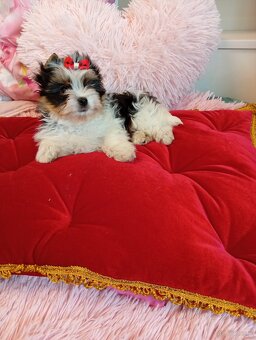 Samczyk z metryką ZKwP/FCI Biewer Yorkshire terrier - 3
