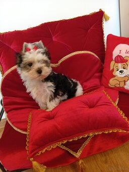 Suczka Coffi z metryką ZKwP/ FCI.Biewer Yorkshire terrier - 3