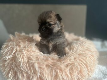 Szpic Miniaturowy, Pomeranian - 3