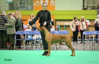 Rhodesian Ridgeback szczenięta - 3