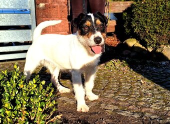 Reproduktor oferta krycia Parson Russell Terrier ZKWP FCI - 3