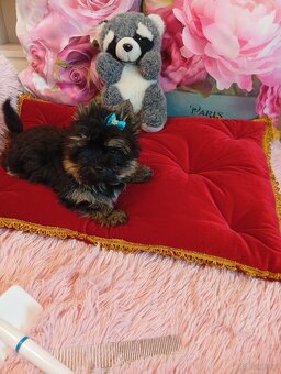 Mini samczyk Yorkshire terrier do 2 kg . - 3