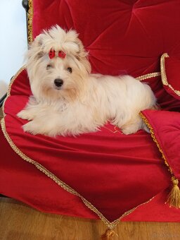 Cudowny samczyk,mały Golddust Yorkshire terrier,nie biewer. - 3