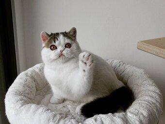 Kocięta egzotyczne krótkowłose na sprzedaż - 3