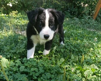 Border collie - 3