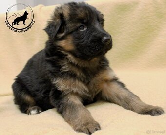 Owczarek niemiecki krótkowłosy szczeniaki o: Mistrz Świata - 3