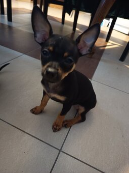 Pinczer miniaturowy - 3