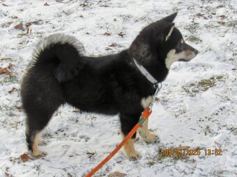 Shiba Inu, dwoje ośmiomiesięcznych szczeniąt - 3