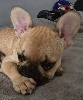Buldog francuski dziewczynka biszkoptowa - 3
