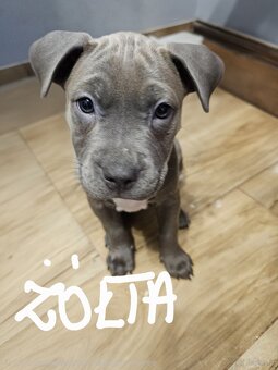 Oddam szczeniaki - 3